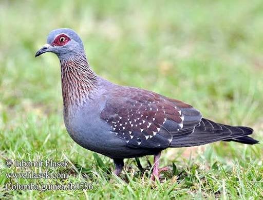 Guinea duivin gezocht/ruilen, Mannelijk, Overige soorten