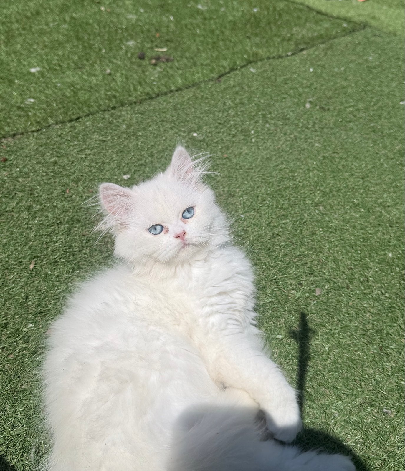 Twee Perzische kittens zoeken liefdevol thuis, Dieren en Toebehoren, Katten en Kittens | Raskatten | Langhaar, Meerdere dieren