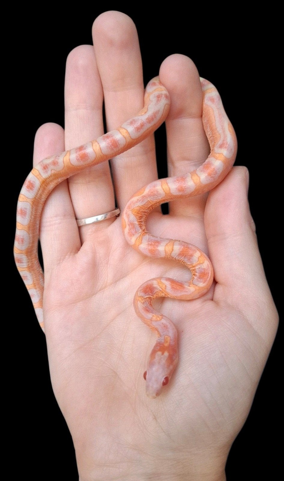 pantherophis guttatus scaleless reverse okeetee het motley Rat Snake - male for sale from Daphne