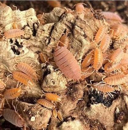 Isopods powder orange, en grijze 20 stuks, Dieren en Toebehoren, Overige soorten