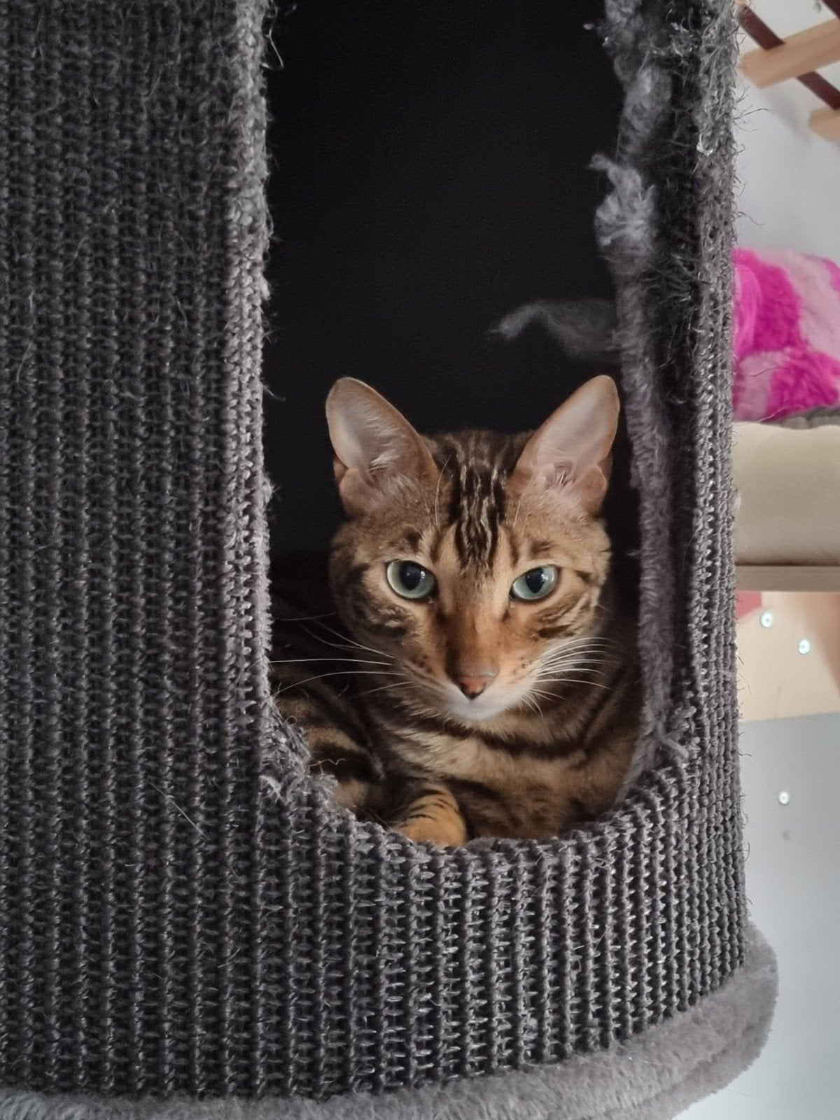 Bengaal kater, Kater, Met stamboom, 3 tot 5 jaar