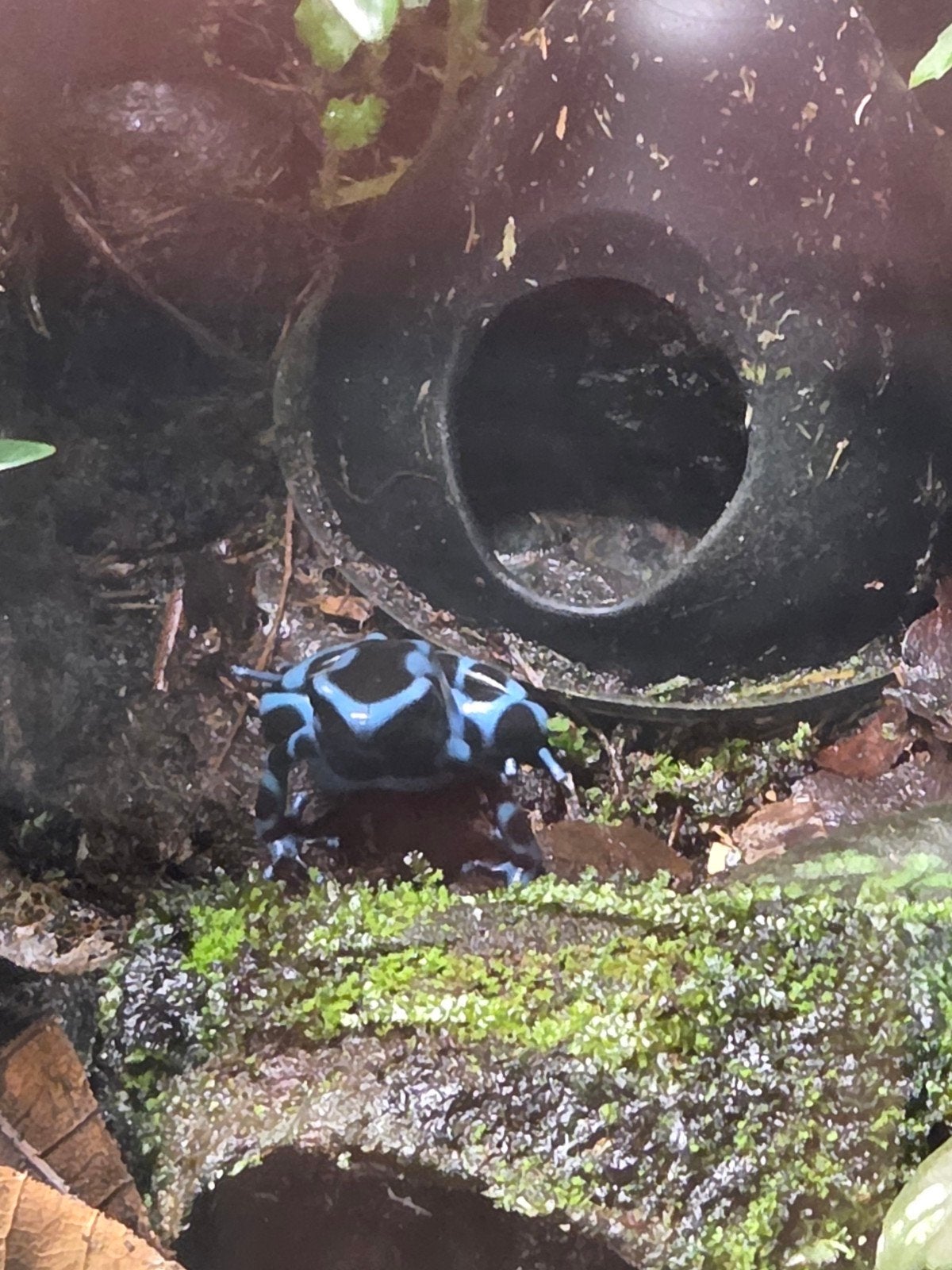 Dendrobates auratus blue, Amfibie, 0 tot 2 jaar