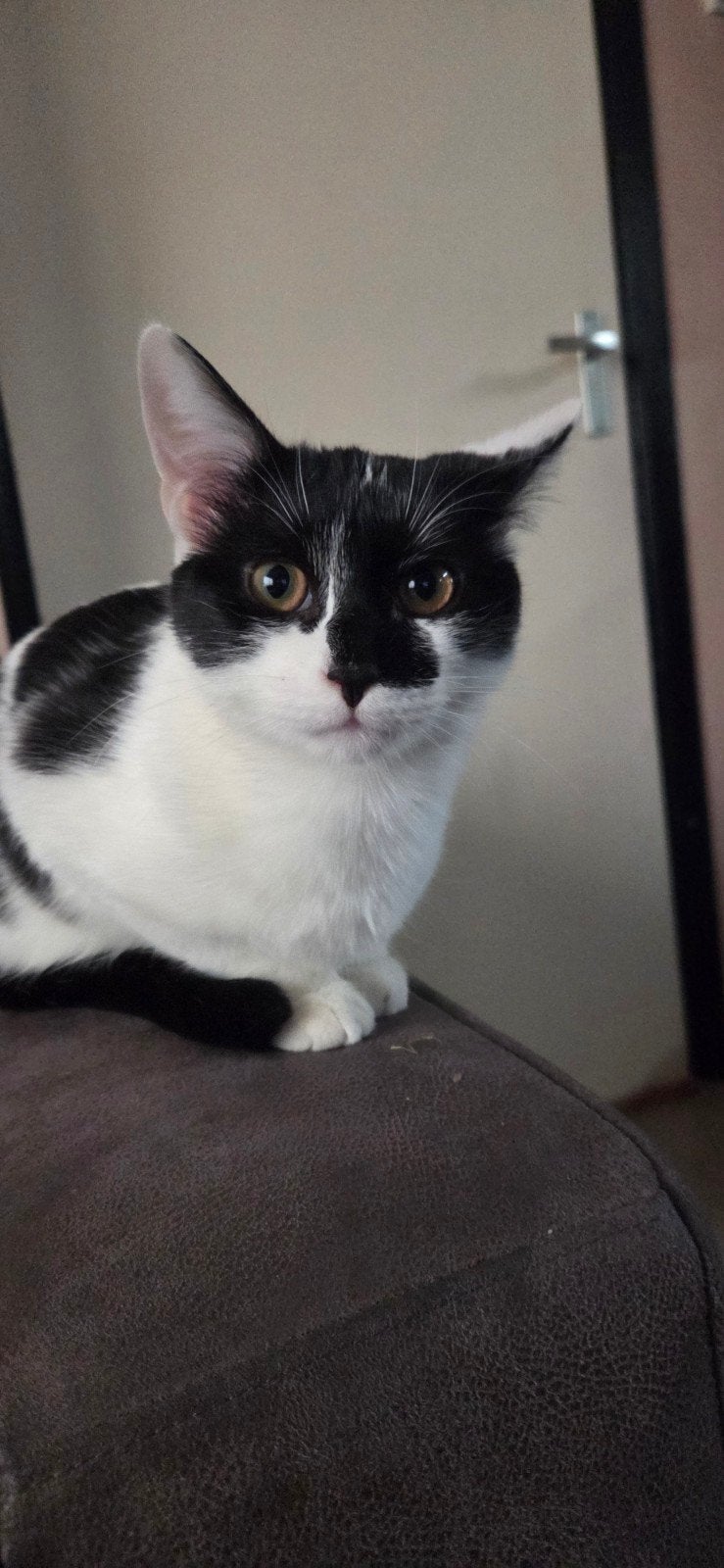 2 jonge katten, Meerdere dieren, Gechipt, 0 tot 2 jaar