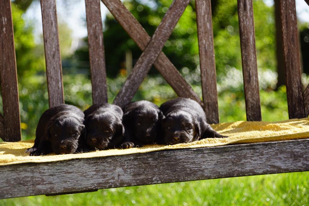 Golden Retriever pups x Friese Stabij pups uit stamboomlijn, Nederland, Parvo, Overige rassen, 8 tot 15 weken