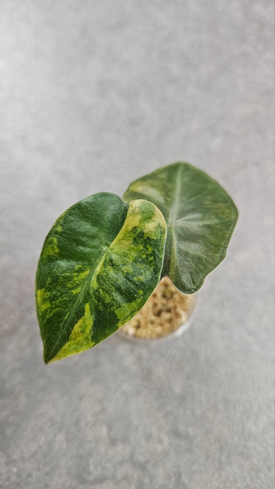 Alocasia Pseudo Sanderiana Aurea Variegata, Ophalen of Verzenden