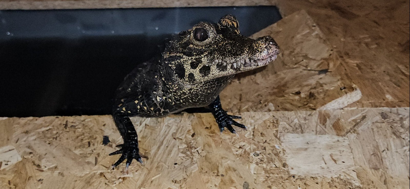Osteolaemus tetraspis 0.1 3 jaar oud, +/-85 cm, Overige soorten, 3 tot 6 jaar