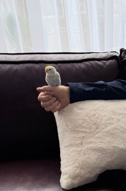 Dwergpapegaai, Geslacht onbekend, Tam