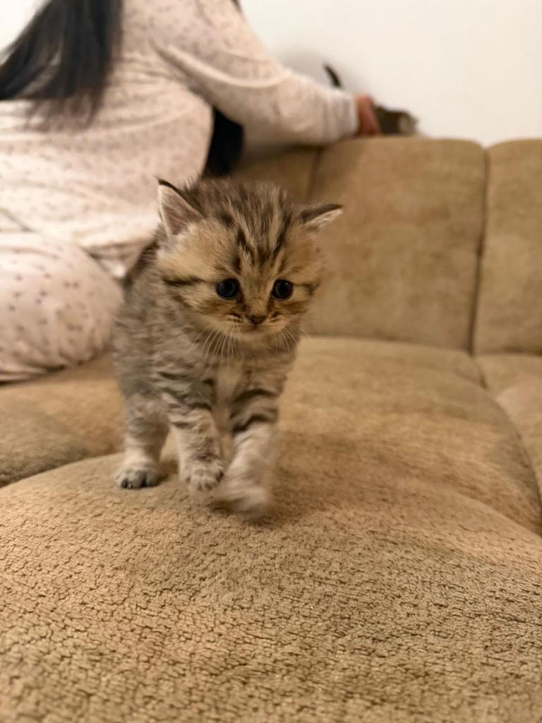 Britsekorthaar kittens, Meerdere dieren, Ontwormd