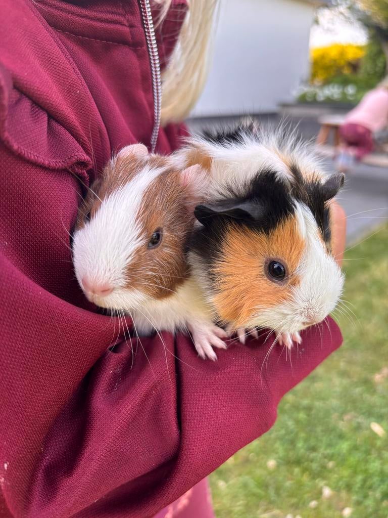 Lieve cavia’s, Meerdere dieren, Tam, Maart, Cavia