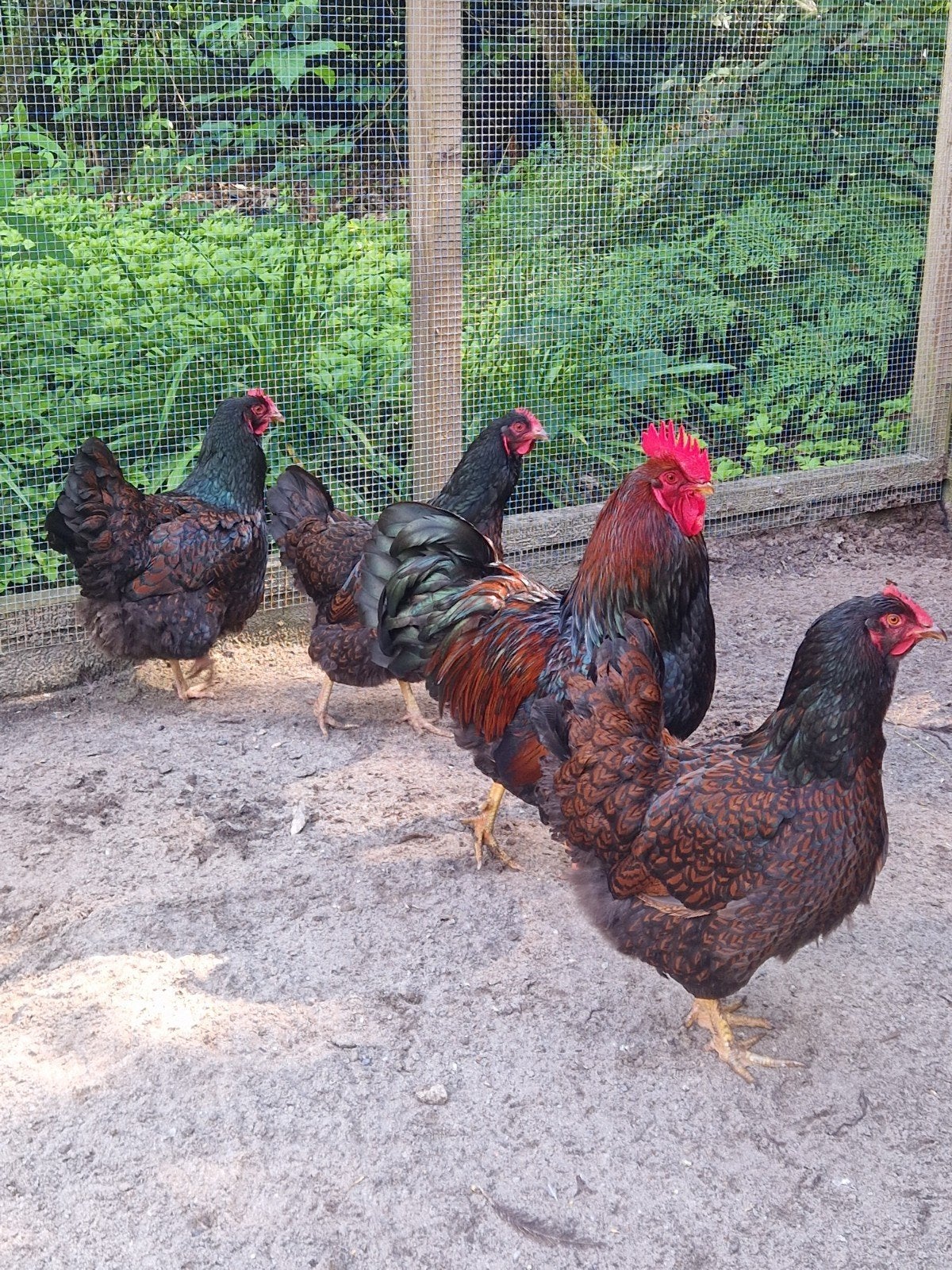 Barnevelders dubbelgezoomd, Dieren en Toebehoren, Pluimvee, Meerdere dieren, Kip