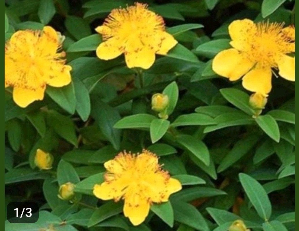Hertshooi vaste plant, Ophalen of Verzenden, Overige soorten, Minder dan 100 cm