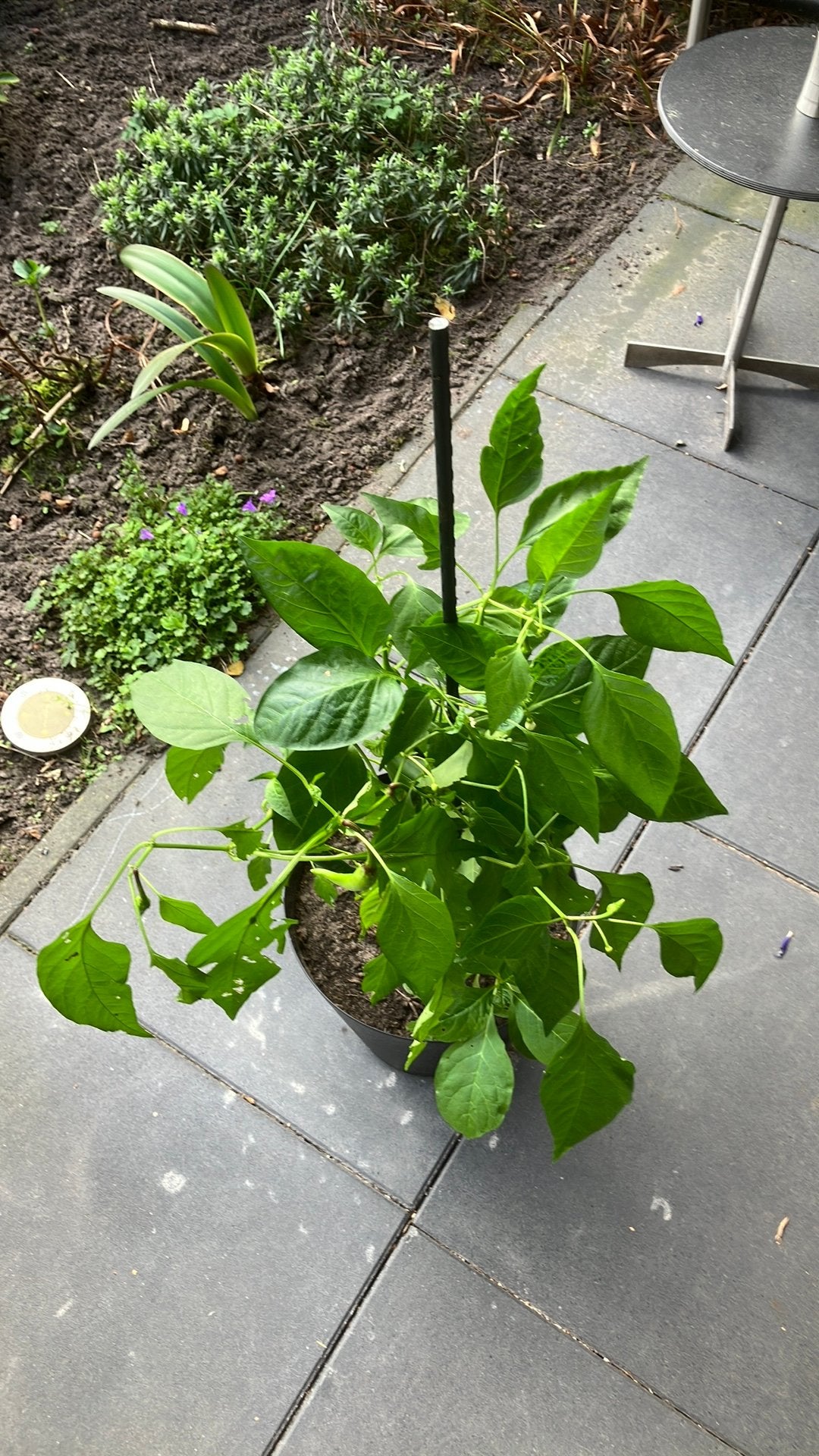 Peper plant, Ophalen, Eenjarig, Groenteplanten, Volle zon