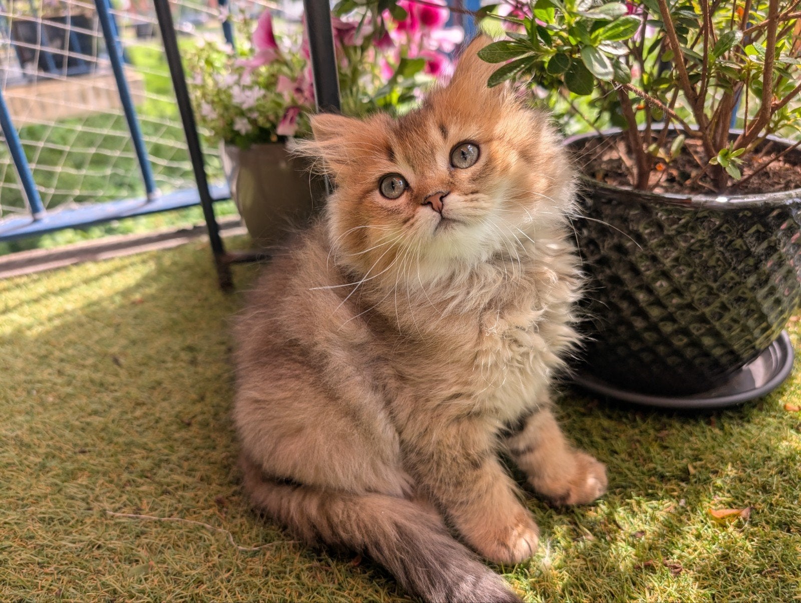 Britse laanghaar kittens goud, rood, crème, Dieren en Toebehoren, Katten en Kittens | Raskatten | Langhaar, Meerdere dieren, Gechipt