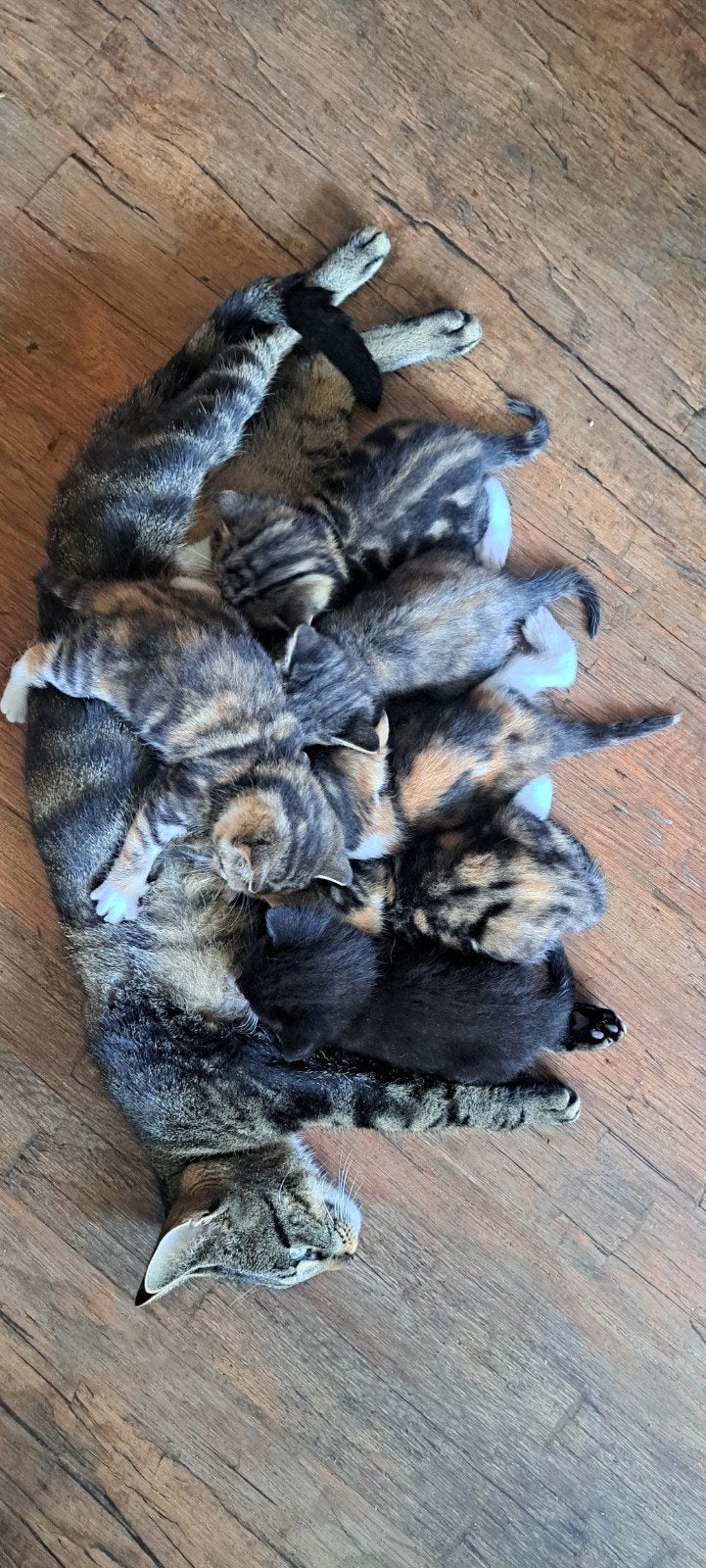 schattige, lieve sociale poesjes, Dieren en Toebehoren, Katten en Kittens | Raskatten | Korthaar, Poes, Ontwormd, 0 tot 2 jaar