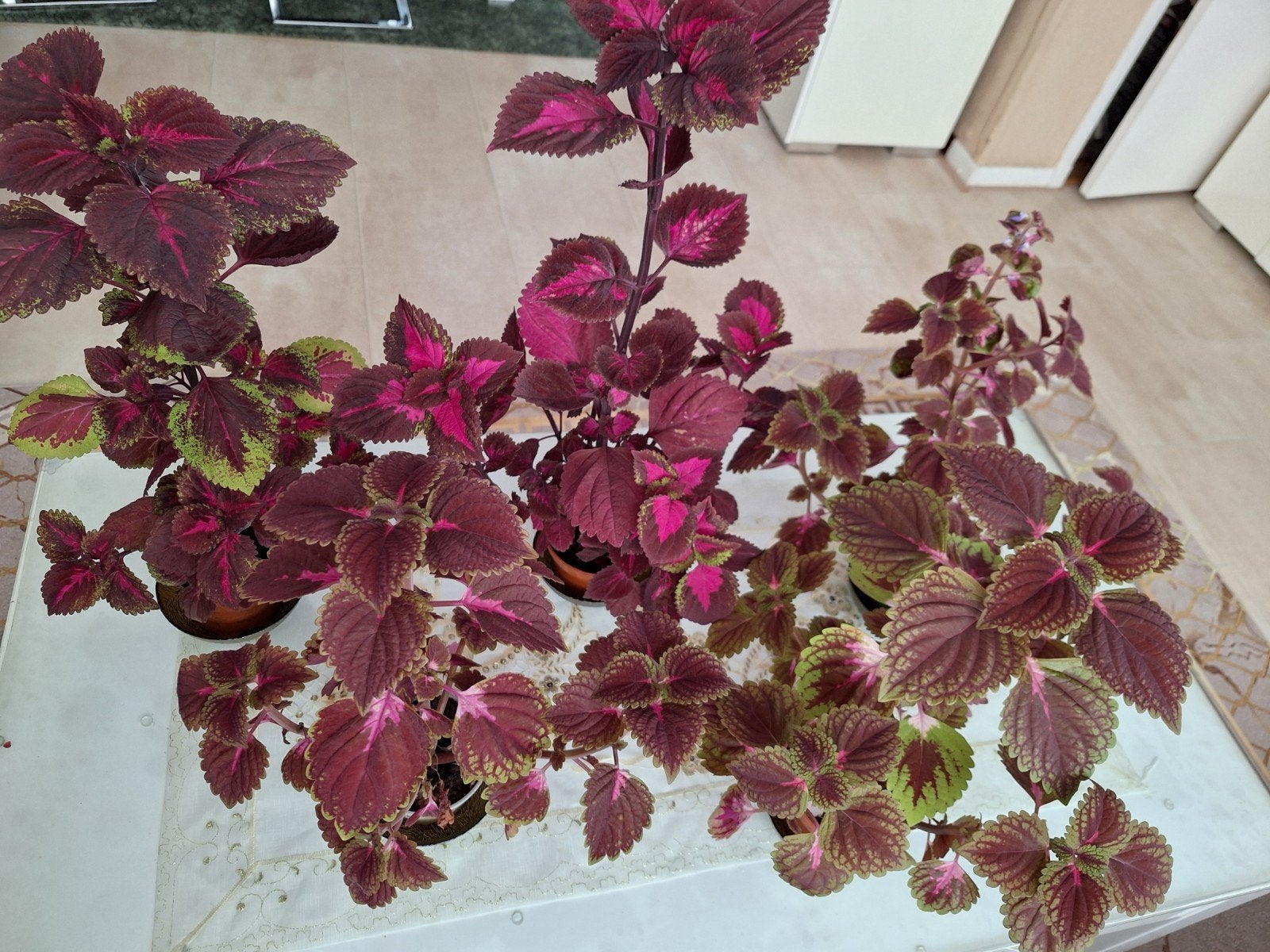 Kleurrijke Coleus planten in pot, Ophalen, Overige soorten, Halfschaduw, In pot