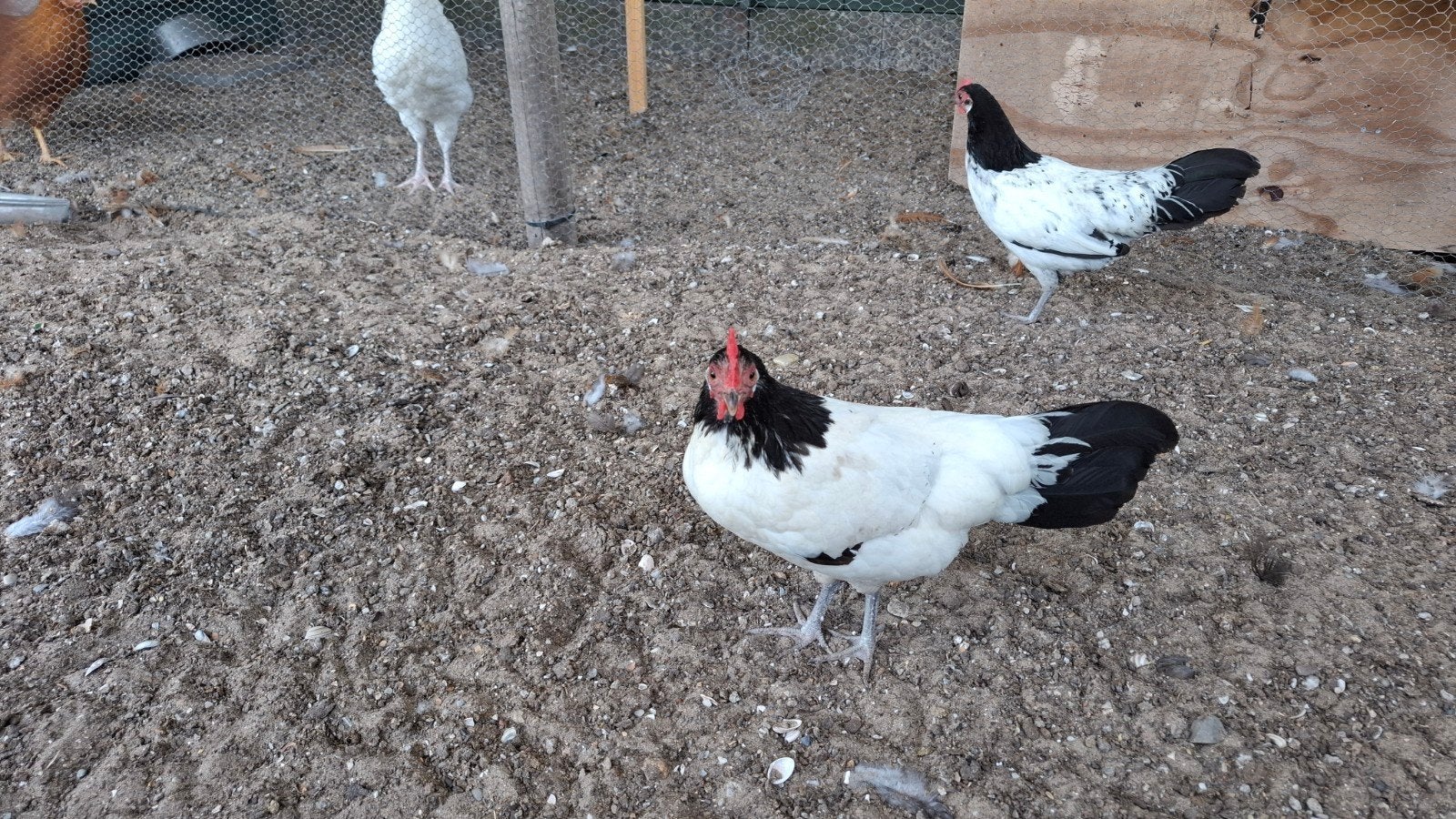 Kippen 3 Lakenvelders kriel., Dieren en Toebehoren, Pluimvee, Vrouwelijk, Kip