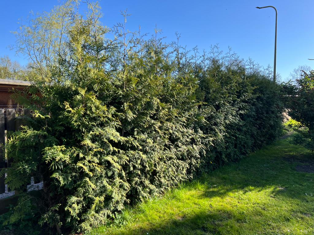 Thuja Brabant coniferen 2.00-3.00 meter, Tuin en Terras, Ophalen, Conifeer, 100 tot 250 cm