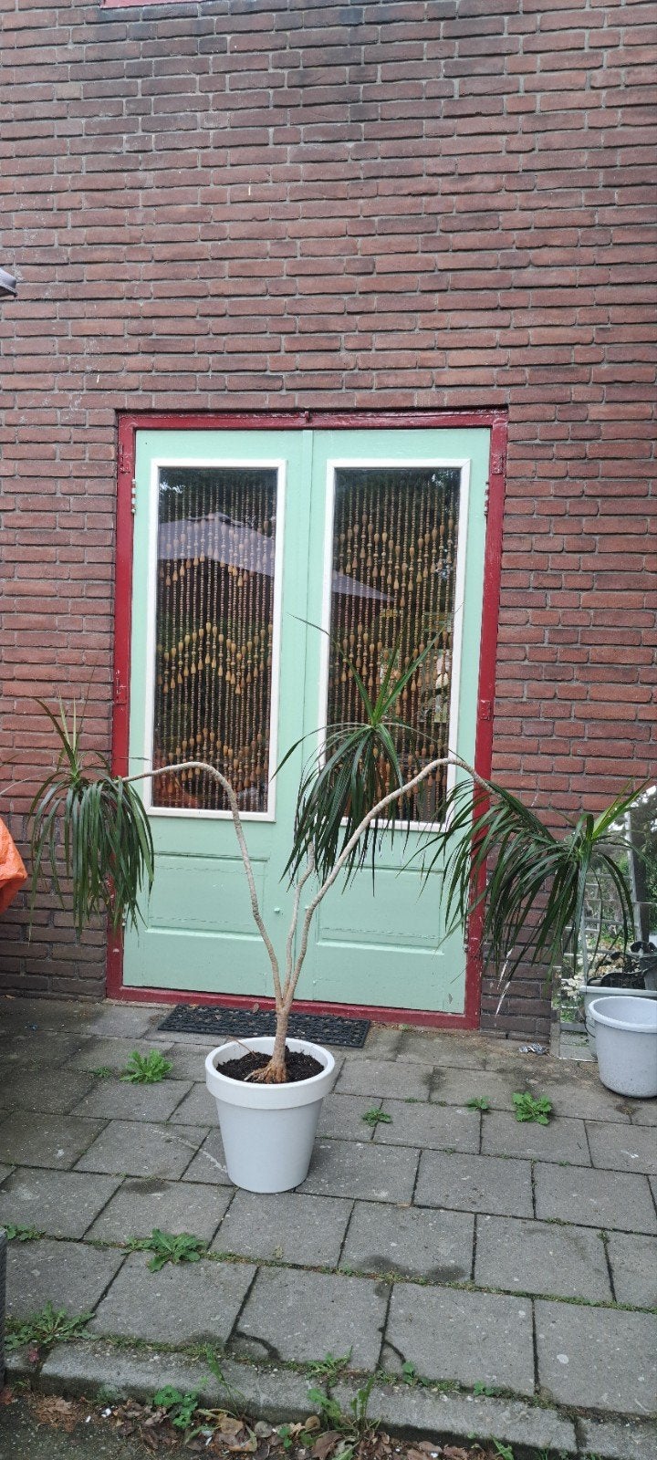 plant, Ophalen, Halfschaduw, Minder dan 100 cm