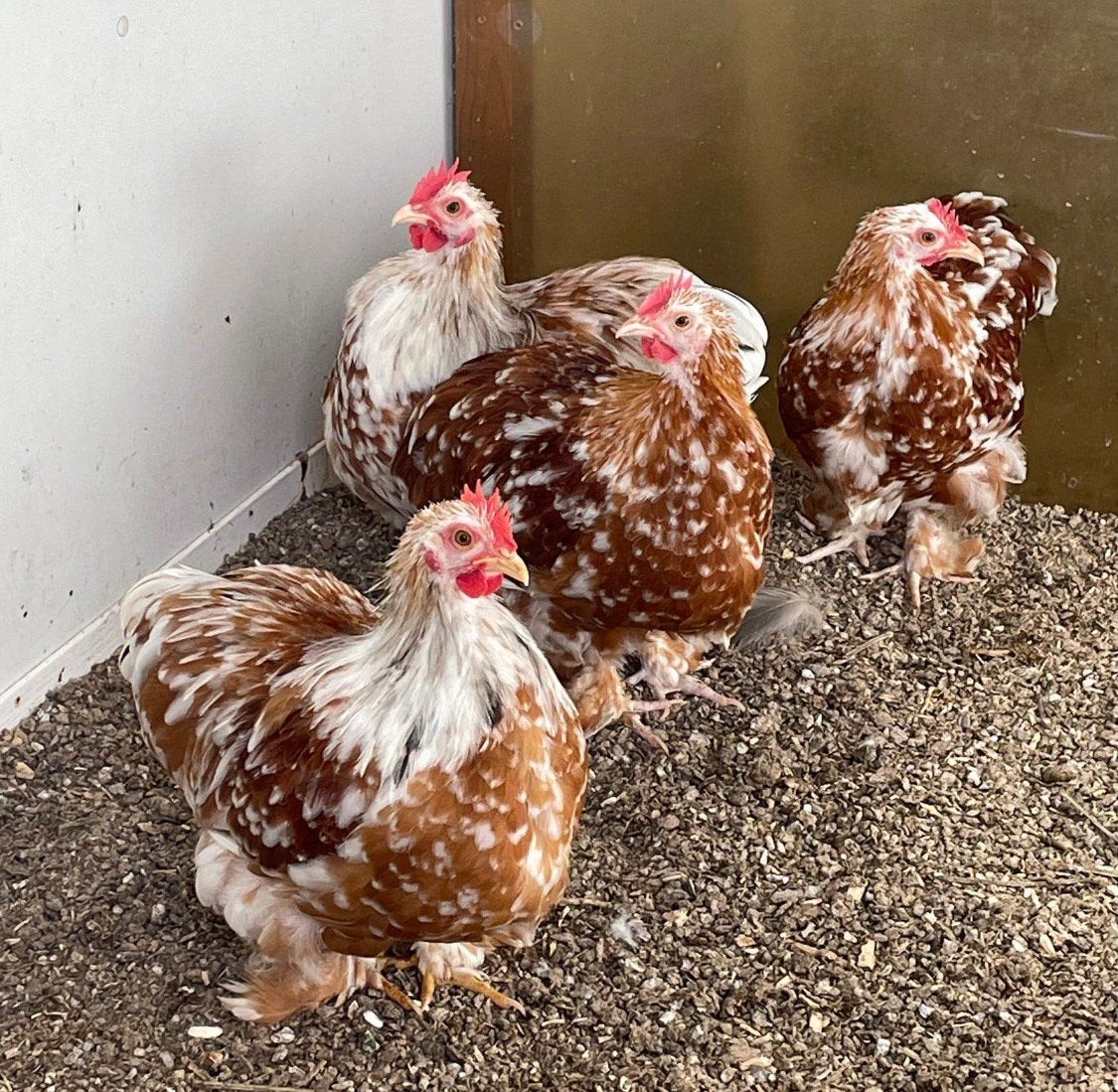 4 cochin kriel hanen roodgepareld, Dieren en Toebehoren, Mannelijk, Kip