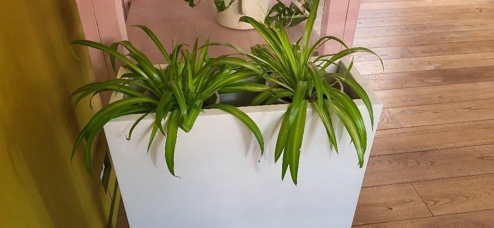plantenbak, Tuin en Terras, Bloembakken en Plantenbakken, Kunststof, Gebruikt, Minder dan 60 cm, Ophalen of Verzenden