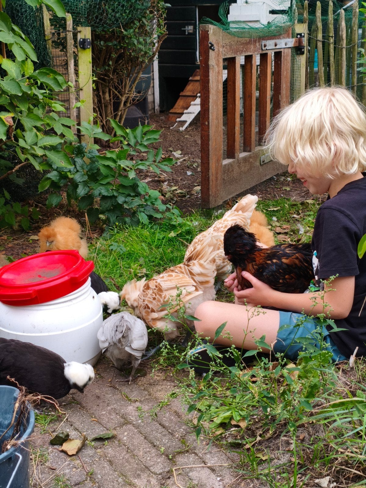 Tamme Baardkuifhoen Haan. Gezoomd, Mannelijk, Kip