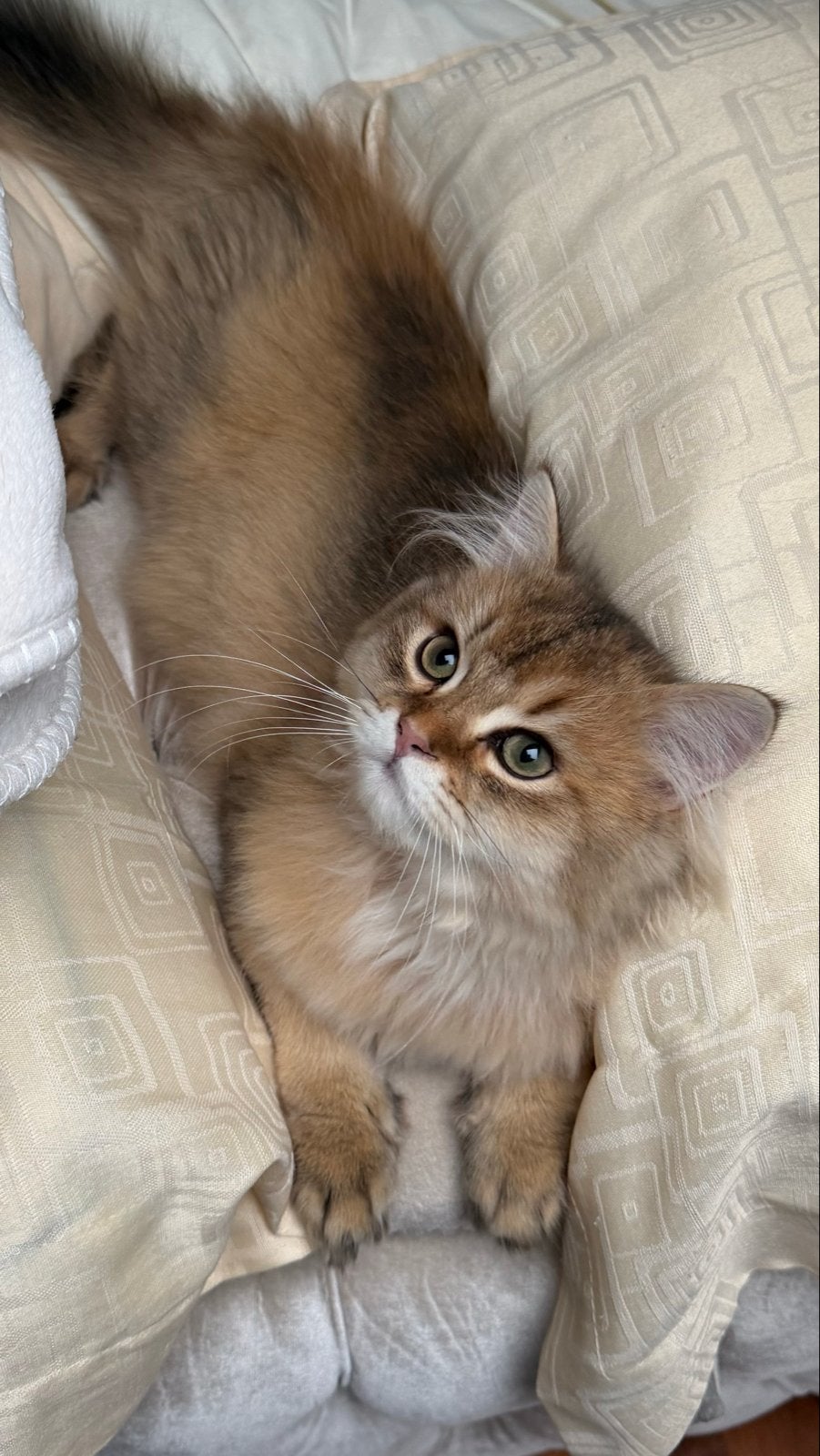 British longhair kitten, Kater