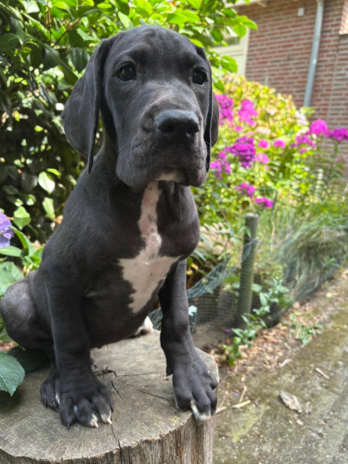 Prachtige Duitse dog pups, Dieren en Toebehoren, Parvo, Nederland, Overige rassen, 8 tot 15 weken