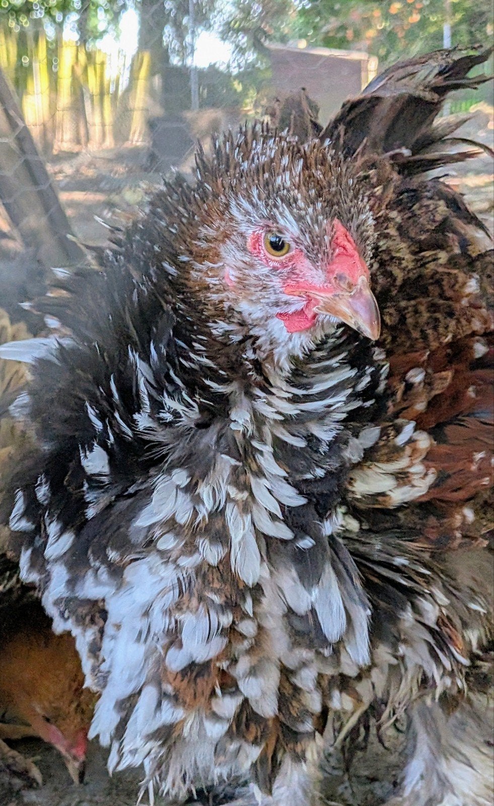 Brahma krulveer haan porselein 11 weken, Dieren en Toebehoren, Mannelijk, Kip