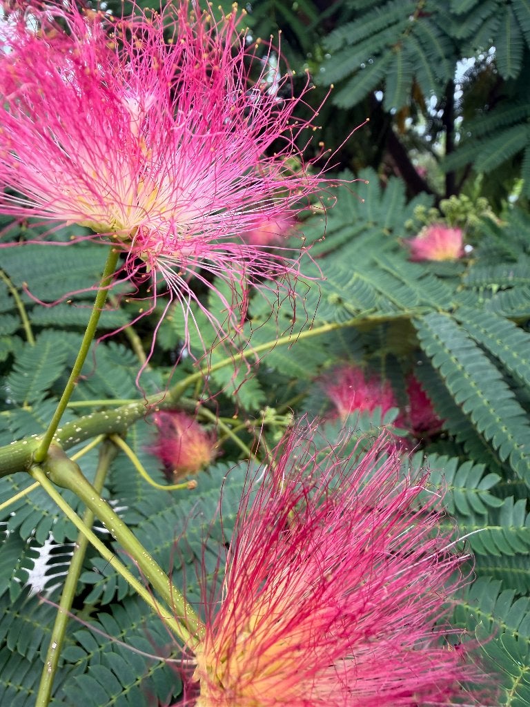 Perzische slaapboom, Tuin en Terras, Planten | Bomen, Overige soorten, 100 tot 250 cm, Zomer, Ophalen