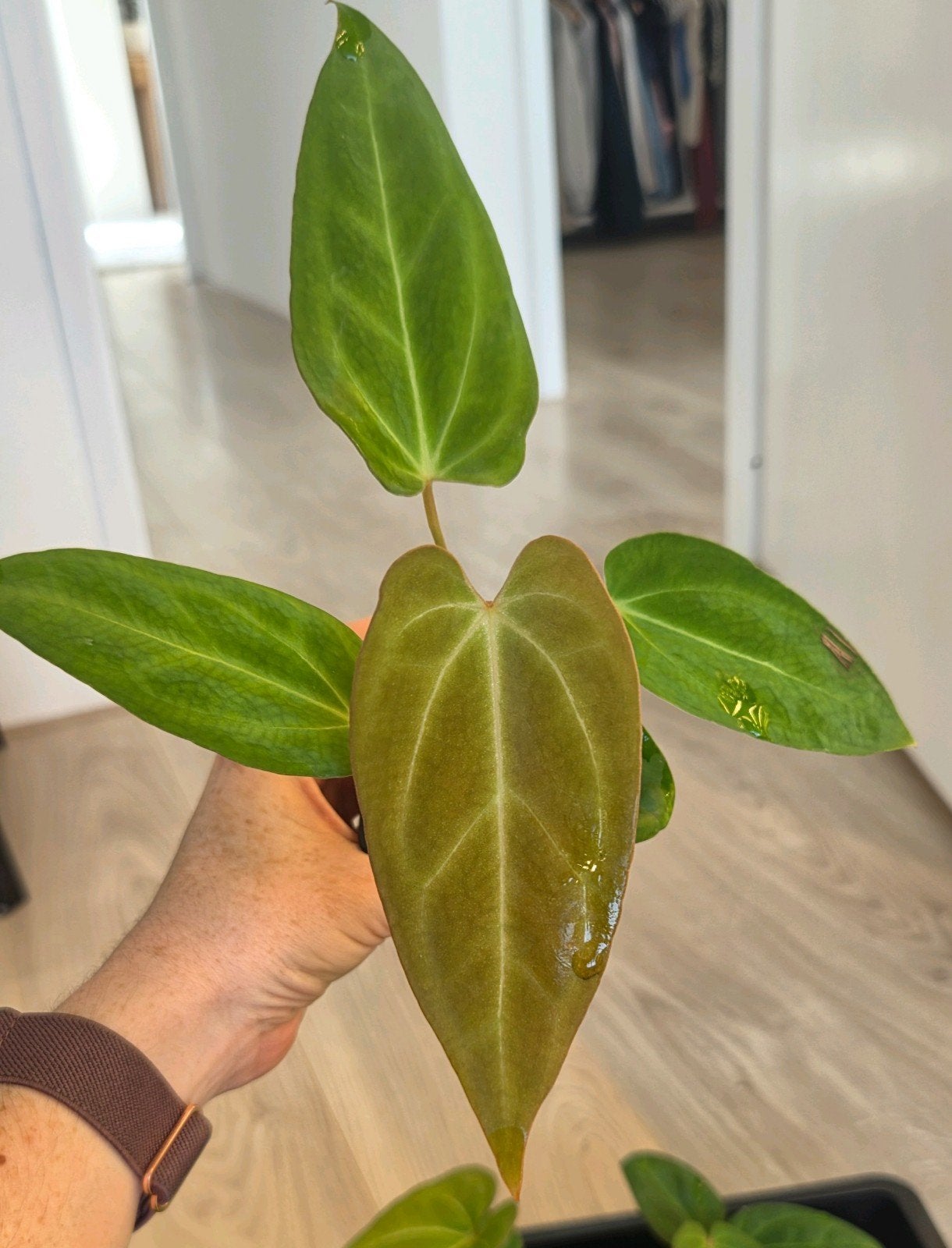 Anthurium Velvet Moira x Red Spider x Forgetii Dark Form, Ophalen of Verzenden, Halfschaduw, Minder dan 100 cm