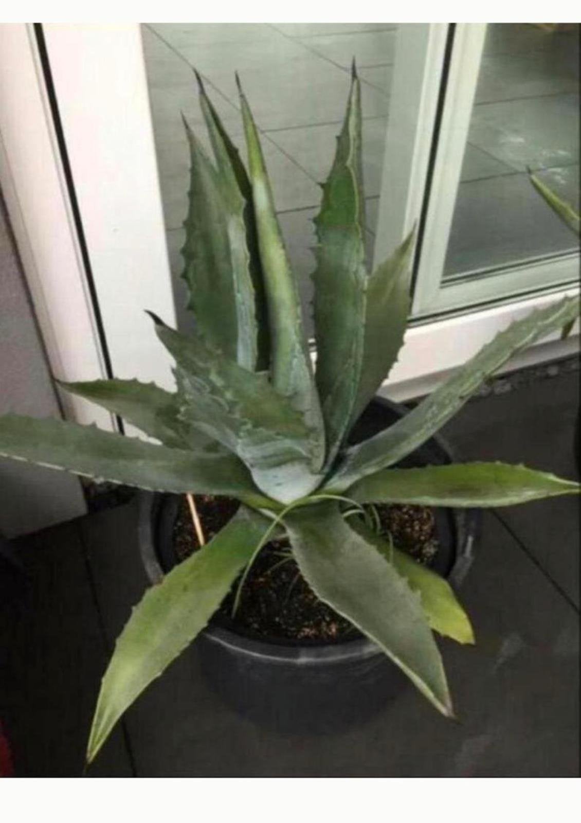 Grote Bio Nederlandse blauw Agave zonplanten winterhard, Volle zon, Vaste plant, Bloeit niet, Ophalen
