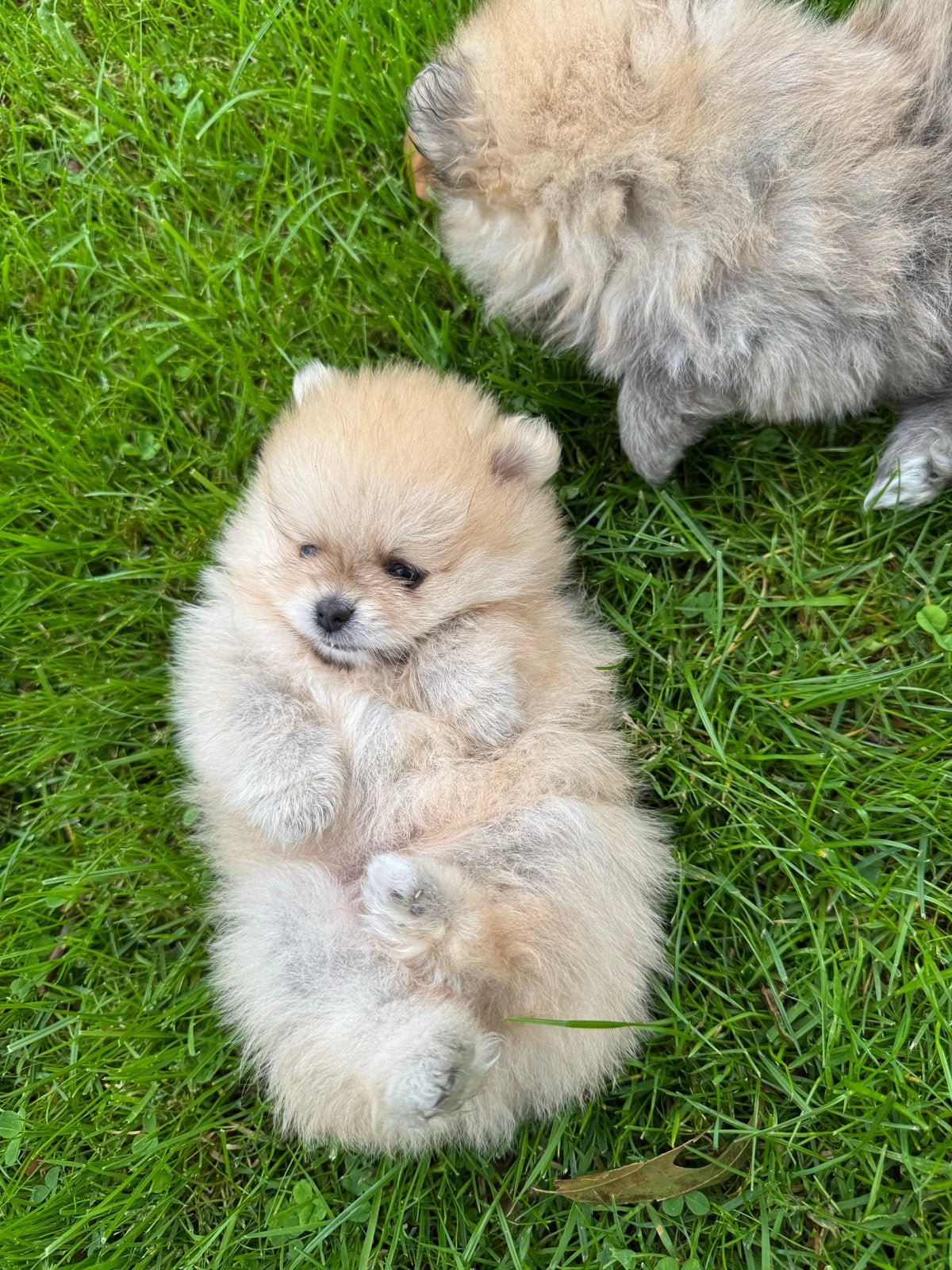 Pomeranian | Pomeriaan pups – 2 reutjes, Overige rassen, 8 tot 15 weken, CDV (hondenziekte), Meerdere