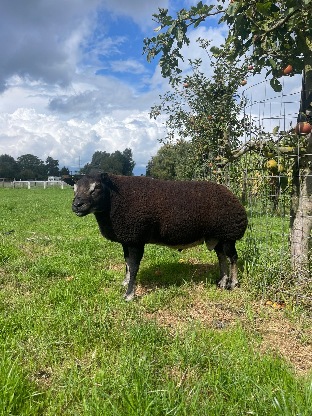 1,5 jarige, bewezen Stamboek Dassenkop Texelaar Dekram, Dieren en Toebehoren, Mannelijk, Schaap, 0 tot 2 jaar