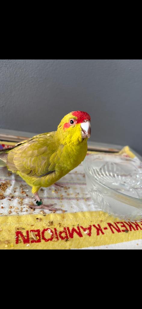 Jonge Kakariki, Mannelijk, Tropenvogel, Geringd