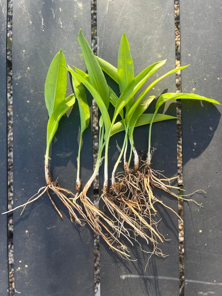 Wilde daslook, Ophalen of Verzenden, Gehele jaar, Halfschaduw, Bloembol