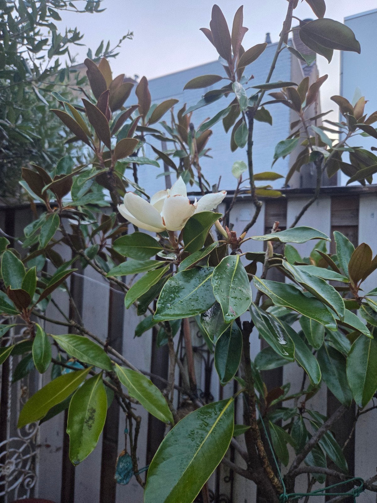 Italiaanse magnolia boom - Groenblijvend, Tuin en Terras, Planten | Bomen, Overige soorten, 250 tot 400 cm, Zomer, Ophalen