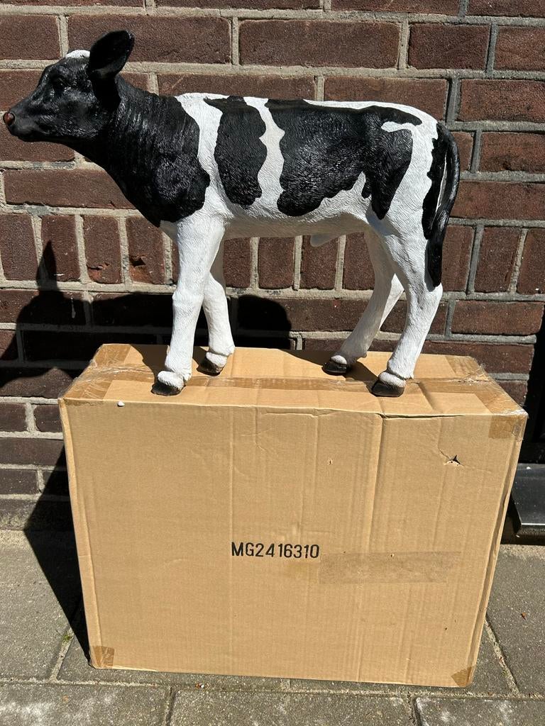Levensecht kalf beeld koetje kalfje 43 cm breed, Dierenbeeld, Kunststof, ., Nieuw