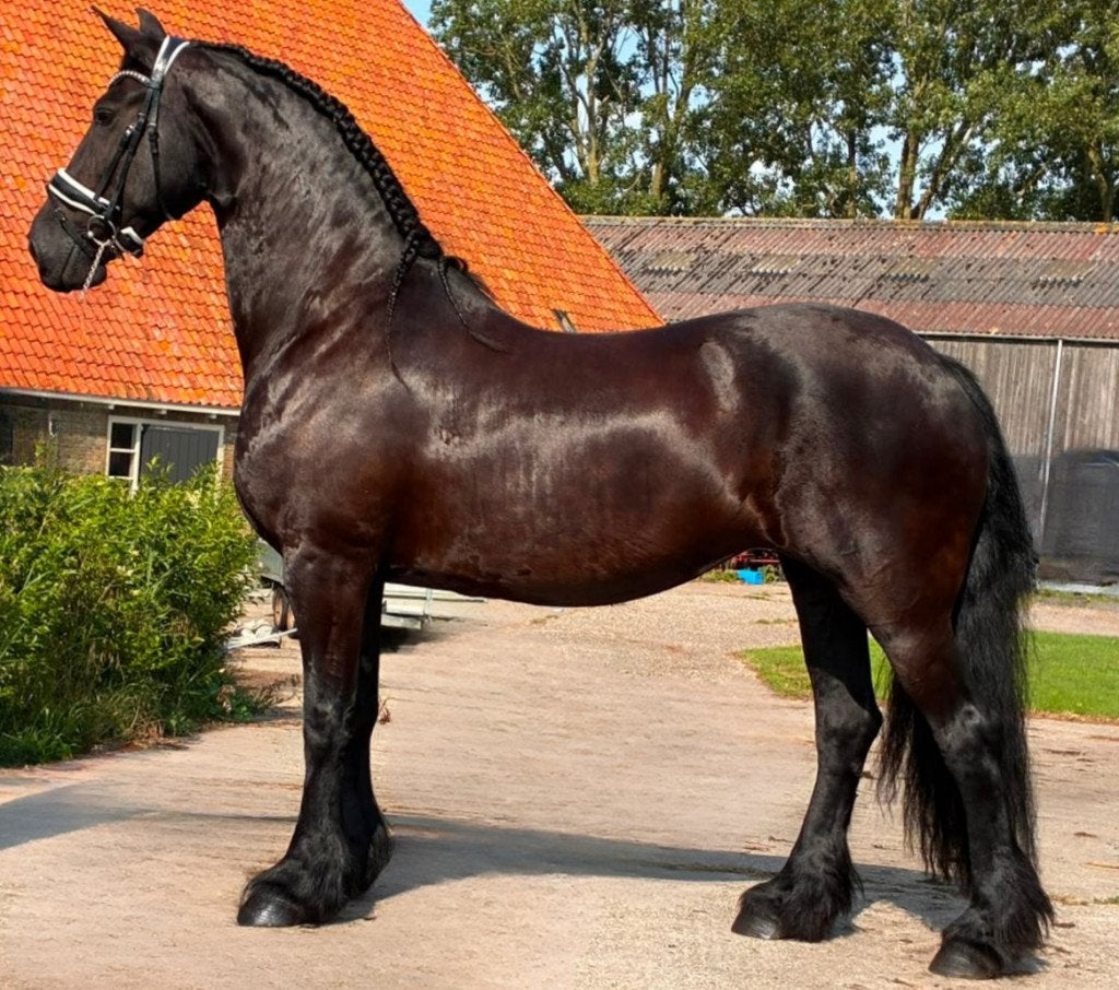 Friese merrie te koop, Dieren en Toebehoren, Paarden, Merrie, 160 tot 165 cm, 11 jaar of ouder, Recreatiepaard