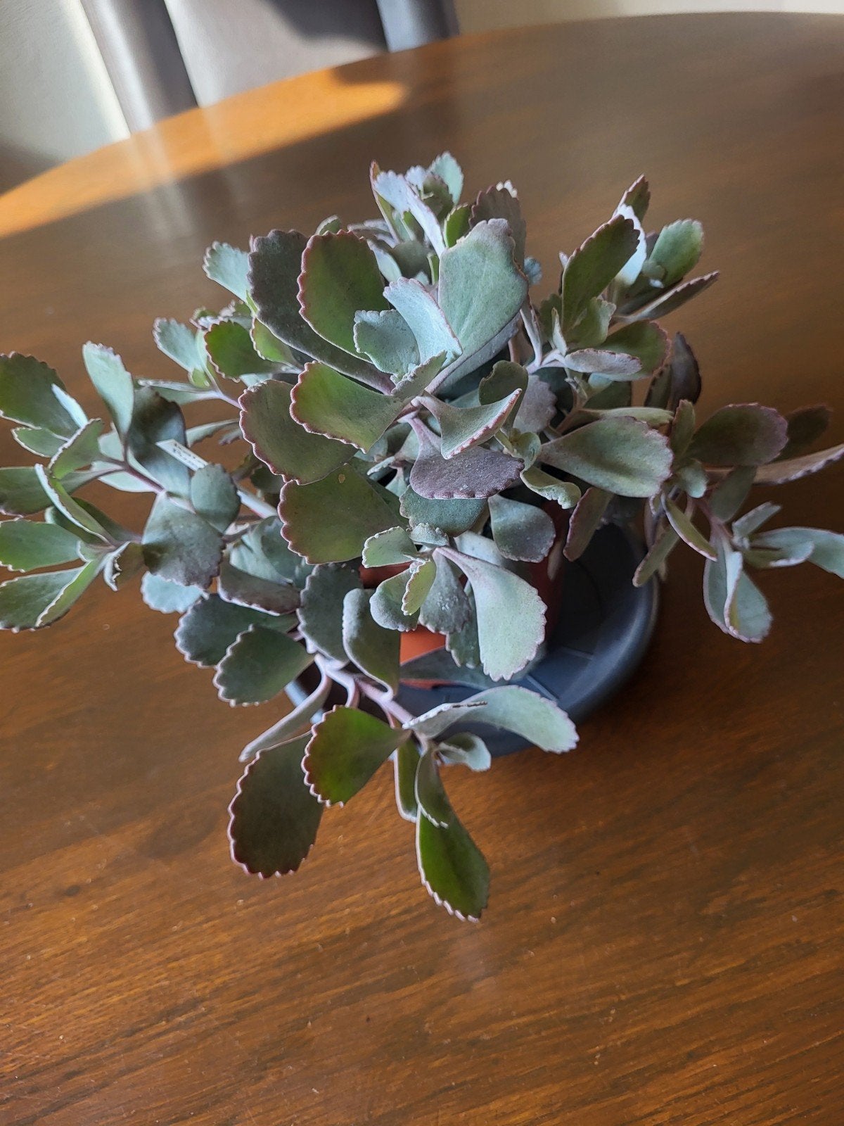 Kalanchoë Pumila, Ophalen, Minder dan 100 cm