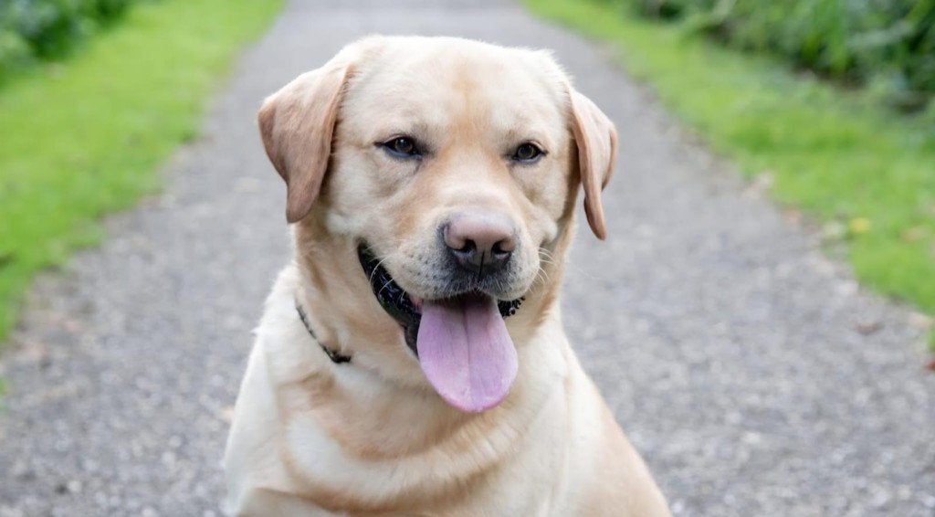 Dekreu labrador, 6 jaar of ouder, Reu, Labrador retriever, Eén hond