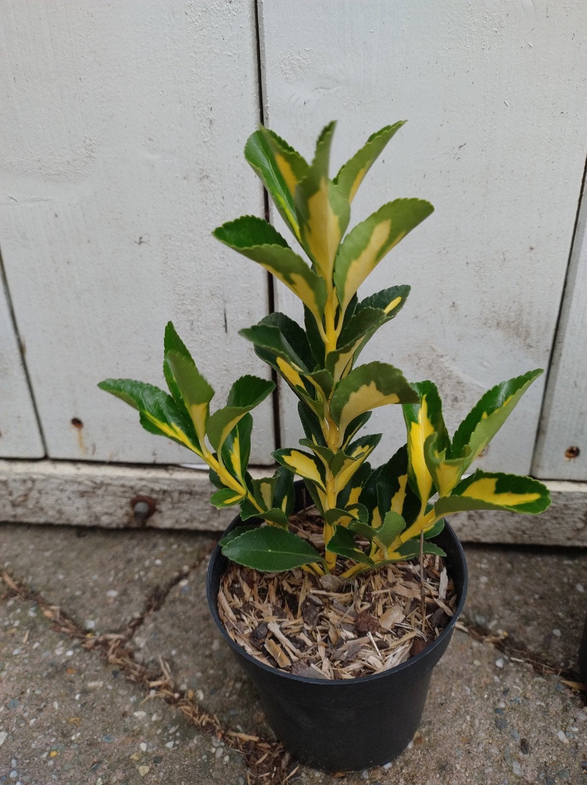 euonymus japonicus aureus. prachtige haagplant P9 planten, Tuin en Terras, Overige soorten, Volle zon, Vaste plant, Ophalen of Verzenden