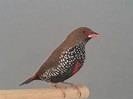 Prachtig koppel emblema Picta, Dieren en Toebehoren, Vogels | Overige Vogels, Meerdere dieren