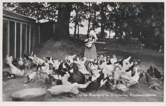 Zeeland Walcheren kippen voederen op boerderij klederdracht, Verzenden, 1940 tot 1960, Ongelopen, Zeeland