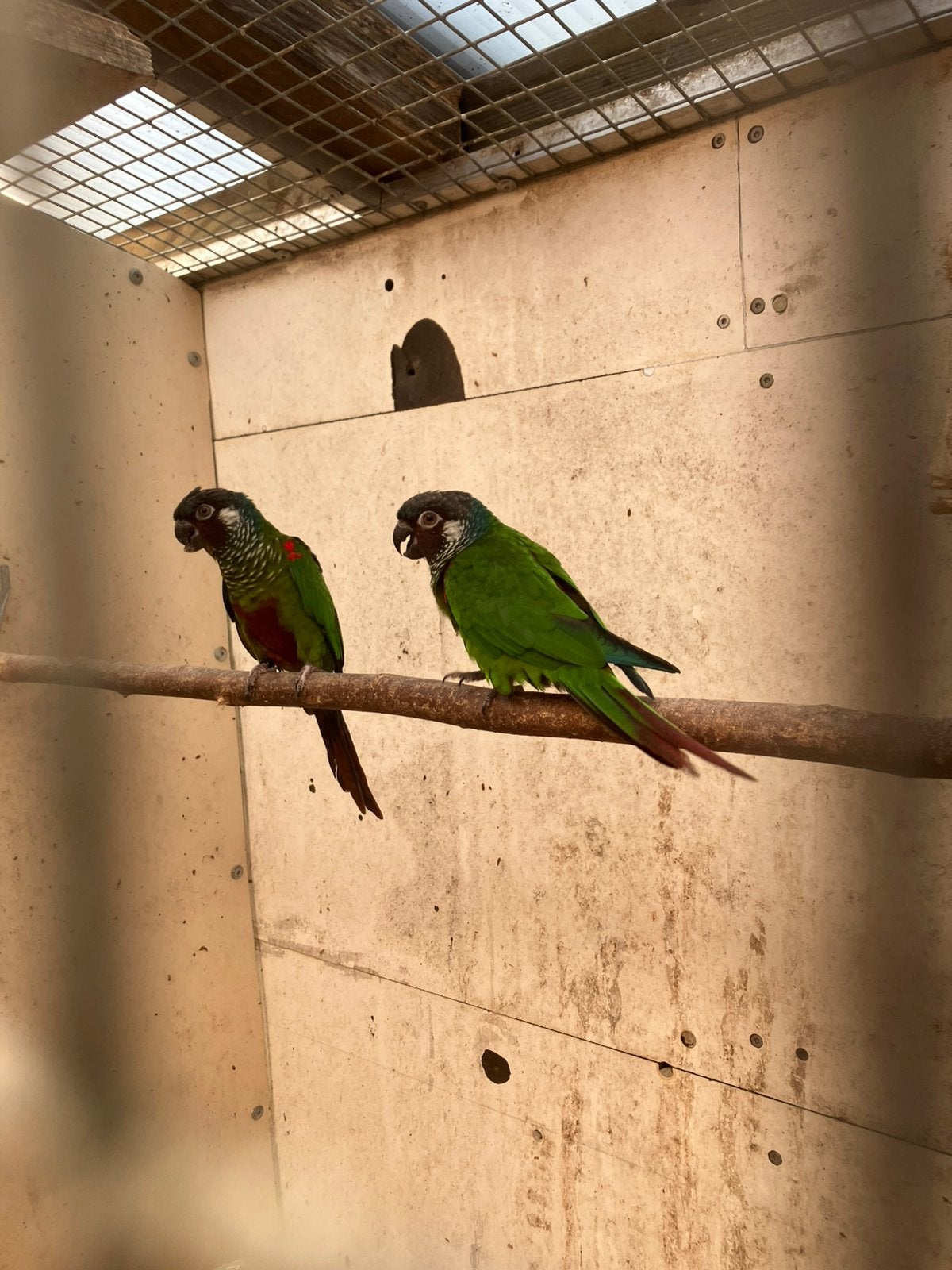 Pyrrhura koppels, Dieren en Toebehoren, Vogels | Parkieten en Papegaaien, Meerdere dieren, Parkiet