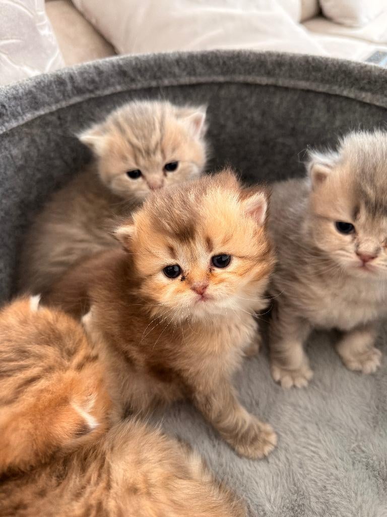 4 schattige Britse Korthaar kittens, Meerdere dieren, 0 tot 2 jaar