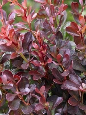 Berberis thunbergii 'Atropunicea' Rood bladerige zuurbes, Ophalen of Verzenden, Overige soorten, Struik, Minder dan 100 cm