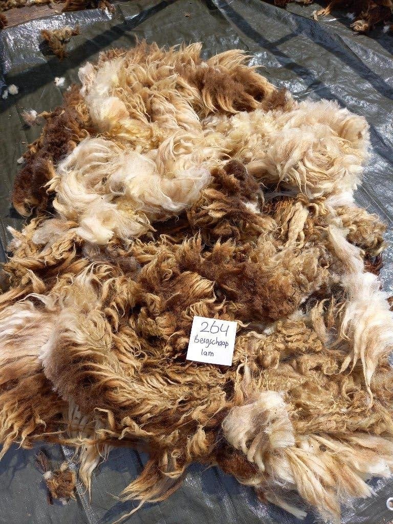 nr 264 Geschoren vacht van bergschaap lam - Natuurlijke wol, Ophalen of Verzenden, Gebruikt