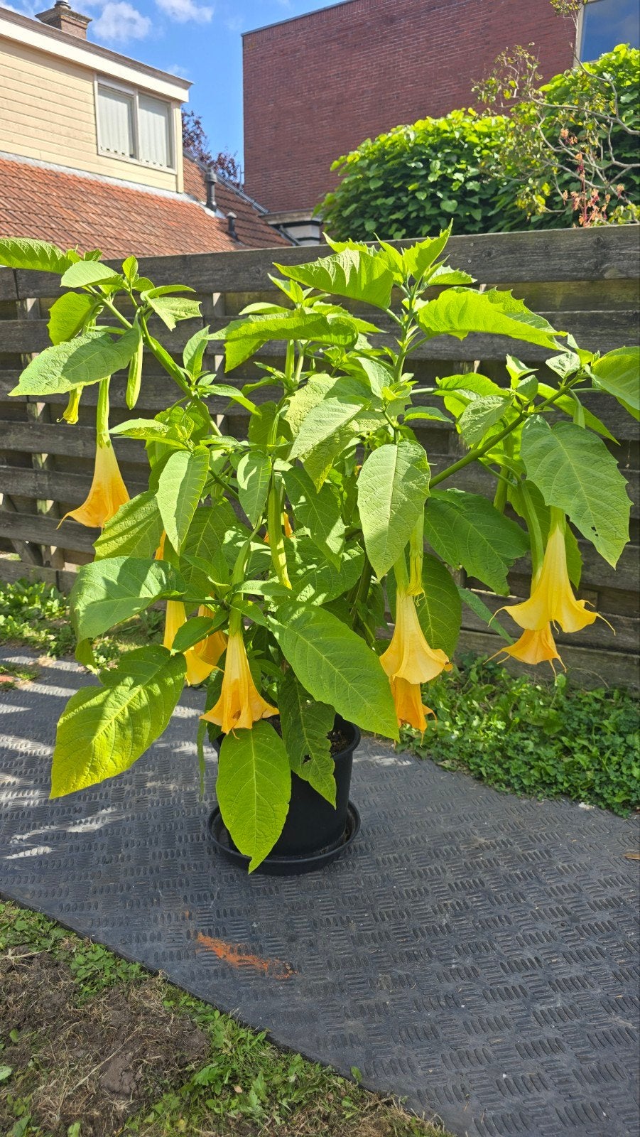 Grote Brugmansia / Engelentrompet met geel oranje bloemen, Volle zon, Vaste plant, Zomer, Ophalen
