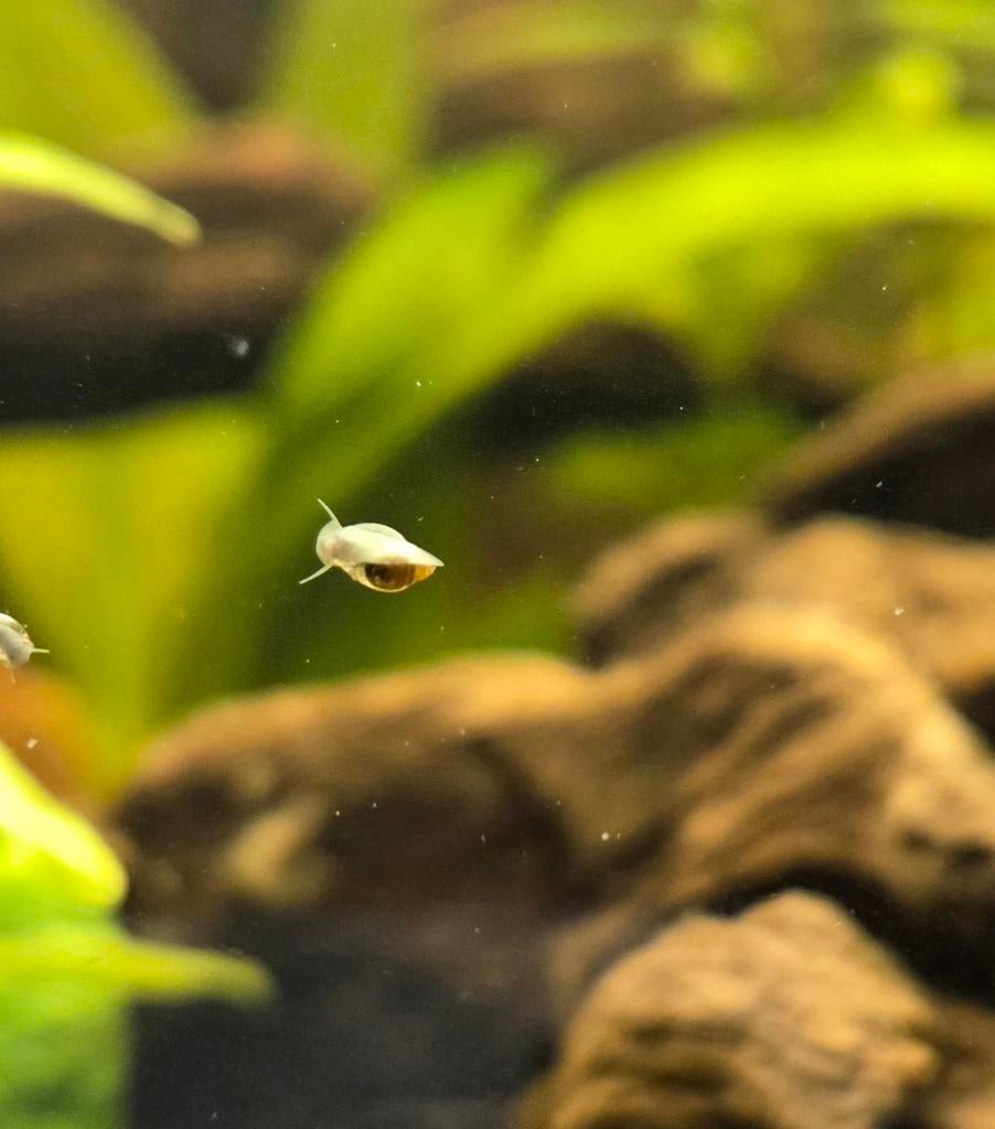 Puntige blaashoren slakjes voor in een aquarium, Dieren en Toebehoren, Slak of Weekdier, Zoetwatervis