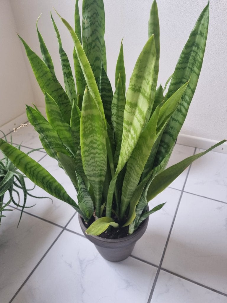 Sansevieria, Huis en Inrichting, Kamerplanten, Ophalen, Overige soorten, In pot, Minder dan 100 cm